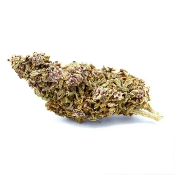FLORES  PURPLE HAZE 5 GRAMOS - Imagen 2