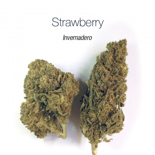 FLORES STRAWBERRY 5 GRAMOS - Imagen 2
